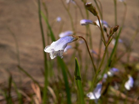 {Lindernia monticola}